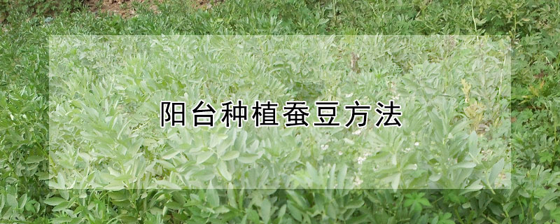 陽台種植蠶豆方法