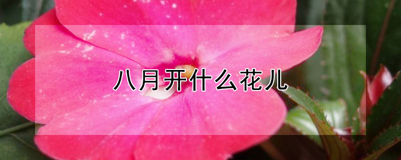八月開什麼花兒