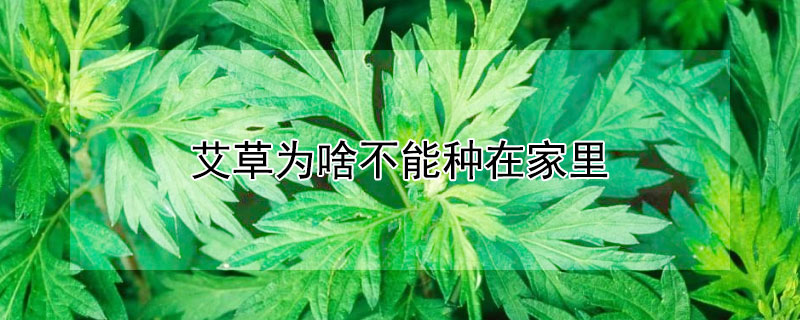 艾草為啥不能種在家裏