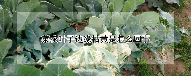 菜花葉子邊緣枯黃是怎麼回事
