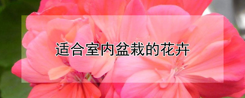 適合室內盆栽的花卉