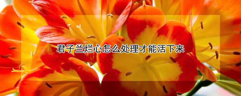 君子蘭爛心怎麼處理才能活下來