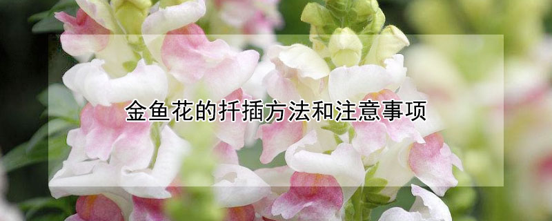 金魚花的扡插方法和注意事項