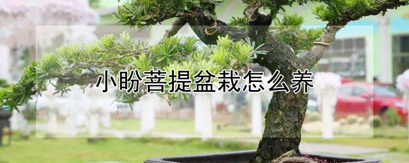 小盼菩提盆栽怎麼養