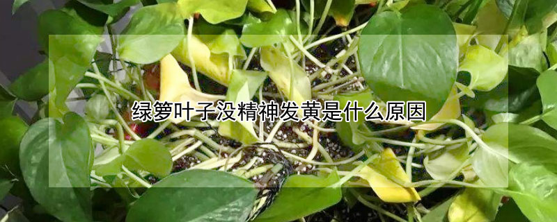 綠籮葉子沒精神發黃是什麼原因