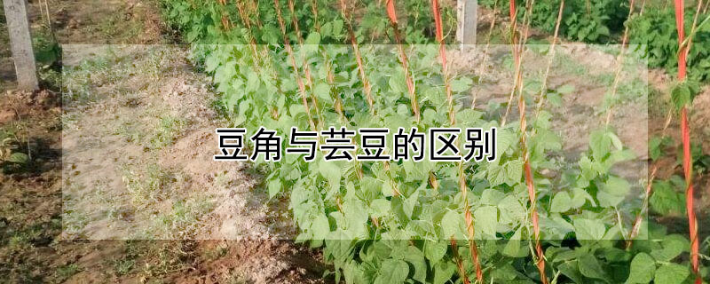 豆角與芸豆的區別