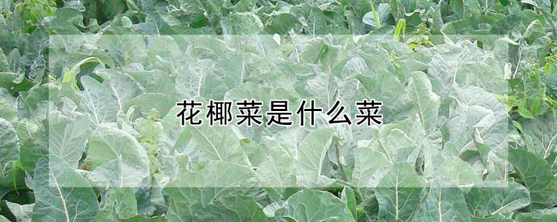 花椰菜是什麼菜