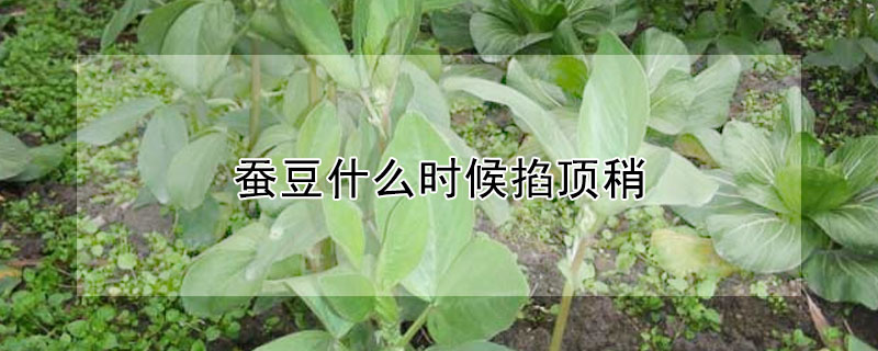 蠶豆什麼時候掐頂稍