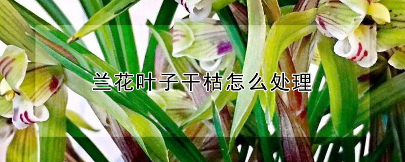 蘭花葉子幹枯怎麼處理