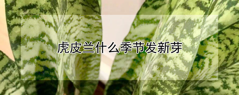 虎皮蘭什麼季節發新芽