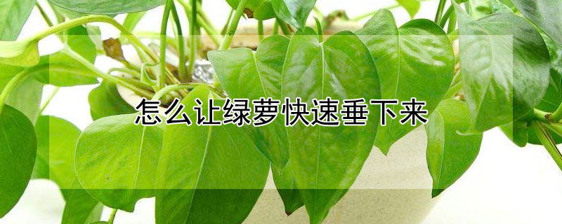 怎麼讓綠蘿快速垂下來
