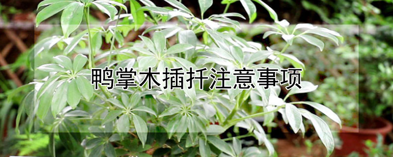 鴨掌木插扡注意事項