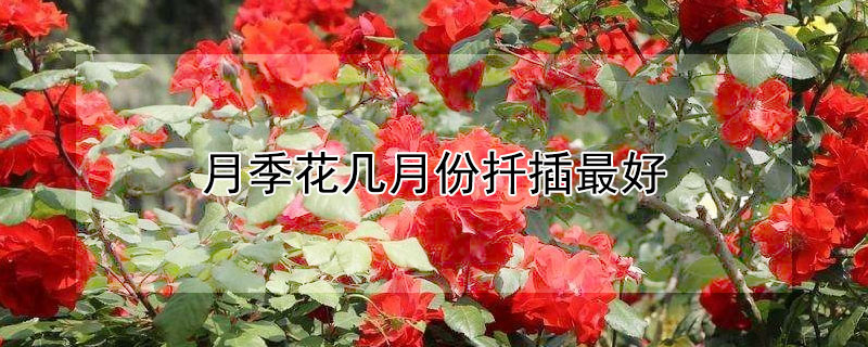 月季花幾月份扡插最好