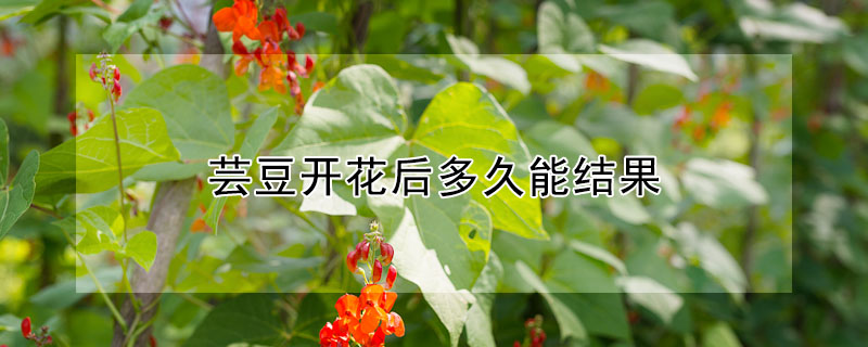 芸豆開花後多久能結果