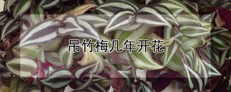 吊竹梅幾年開花