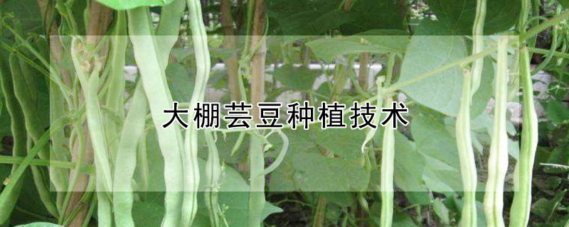 大棚芸豆種植技術