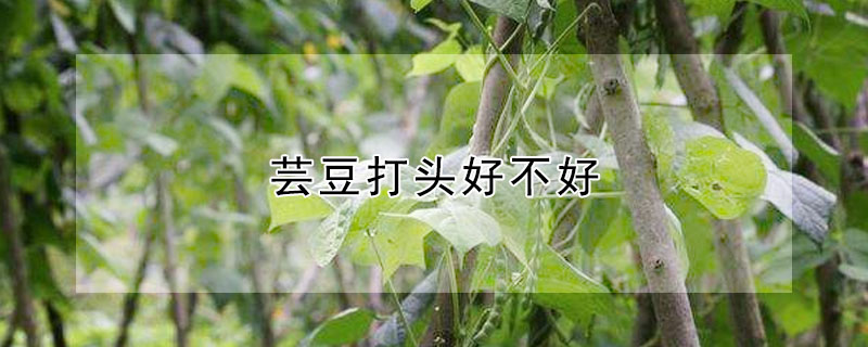 芸豆打頭好不好
