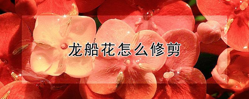 龍船花怎麼修剪