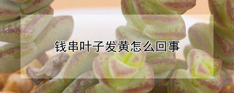 錢串葉子發黃怎麼回事