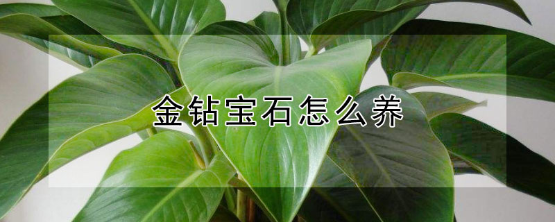 金鑽寶石怎麼養