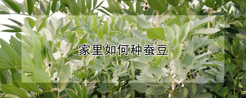 家裏如何種蠶豆