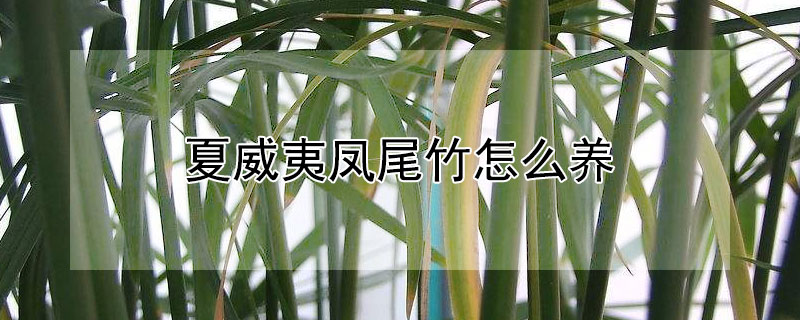 夏威夷鳳尾竹怎麼養