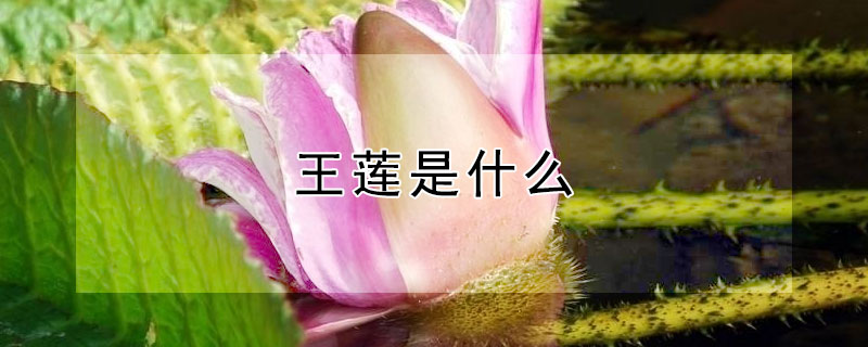 王蓮是什麼