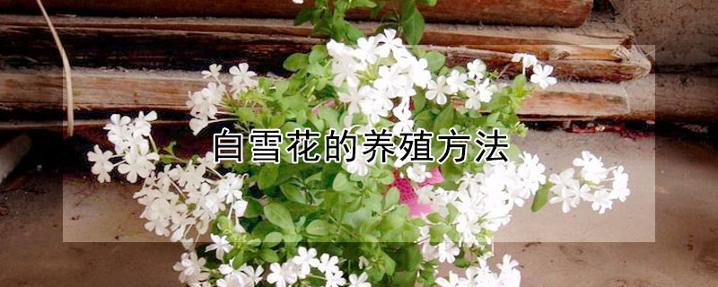 白雪花的養殖方法