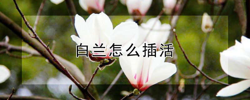 白蘭怎麼插活