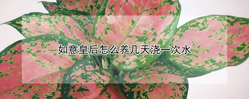如意皇後怎麼養幾天澆一次水