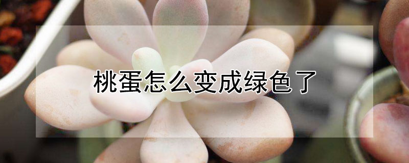 桃蛋怎麼變成綠色了