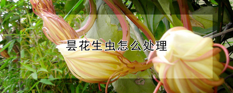 曇花生蟲怎麼處理