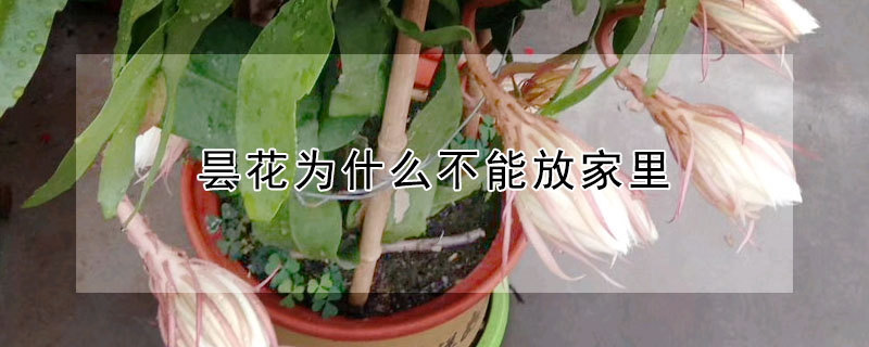 曇花為什麼不能放家裏
