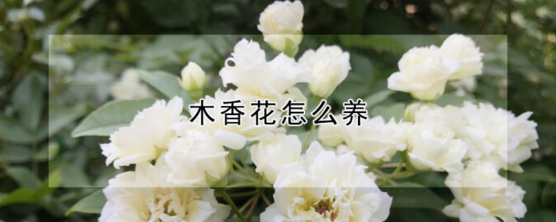 木香花怎麼養
