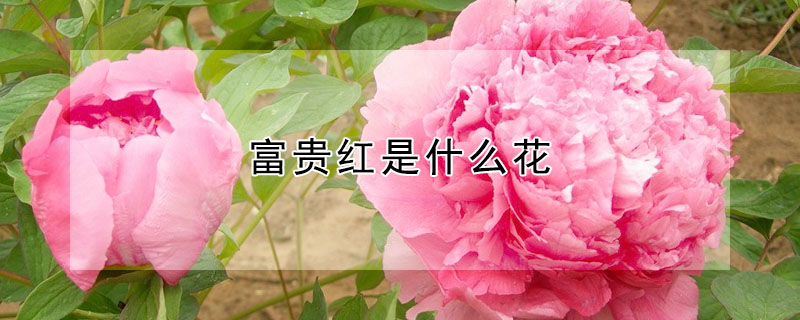 富貴紅是什麼花