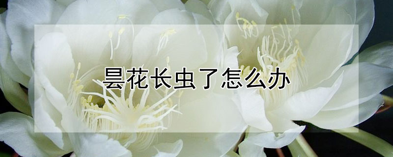 曇花長蟲了怎麼辦
