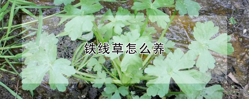 鐵線草怎麼養