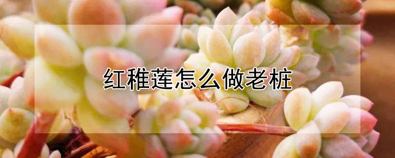 紅稚蓮怎麼做老樁