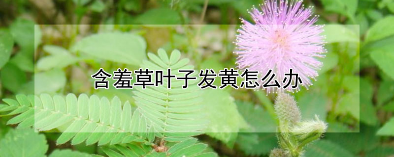 含羞草葉子發黃怎麼辦