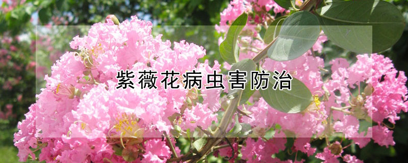 紫薇花病蟲害防治