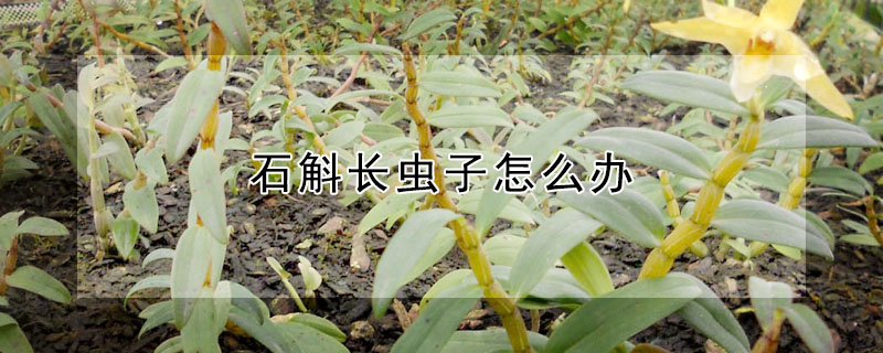 石斛長蟲子怎麼辦