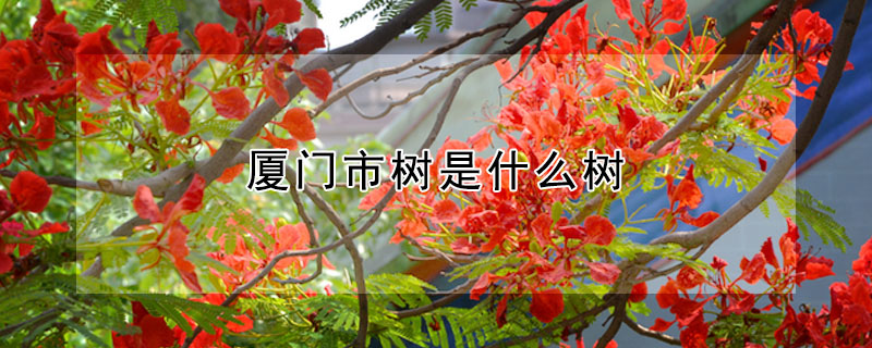 廈門市樹是什麼樹