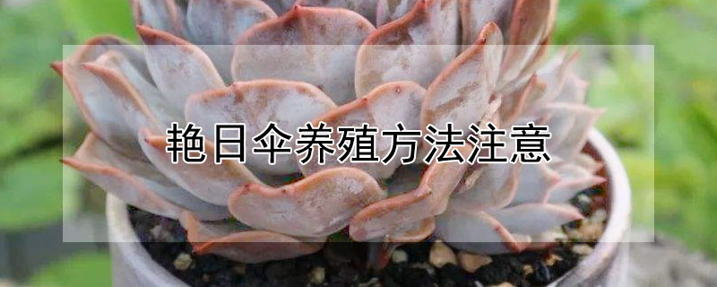 豔日傘養殖方法注意