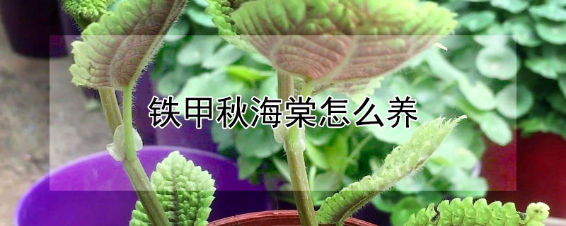 鐵甲秋海棠怎麼養