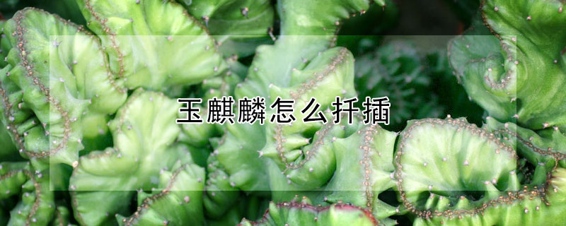 玉麒麟怎麼扡插