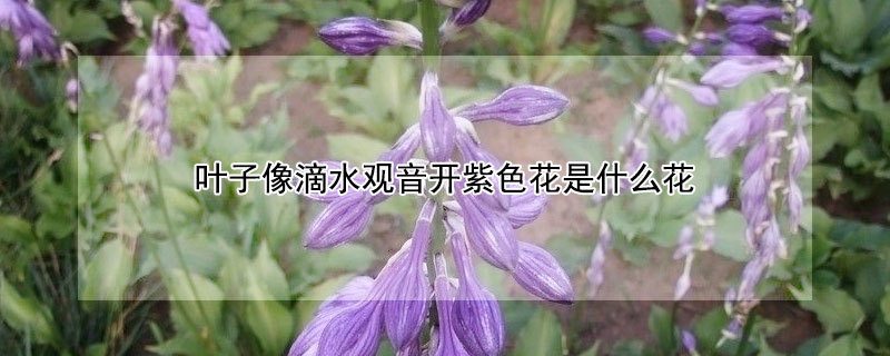 葉子像滴水觀音開紫色花是什麼花