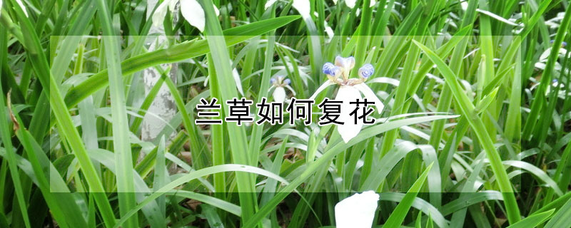 蘭草如何複花