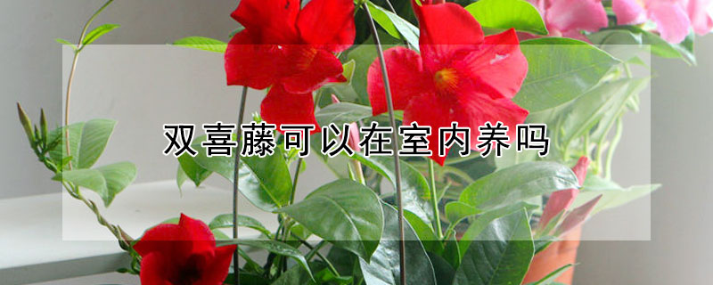 雙喜藤可以在室內養嗎