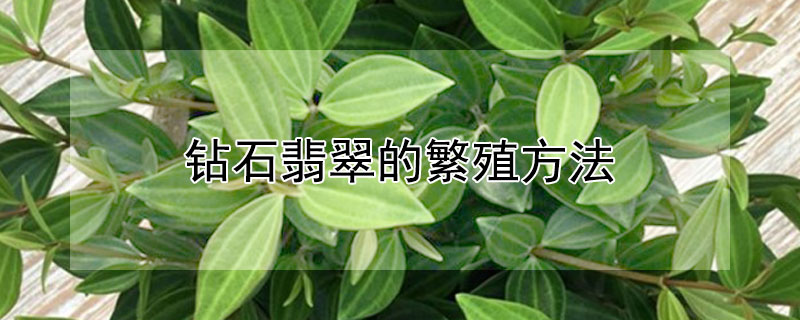 鑽石翡翠的繁殖方法
