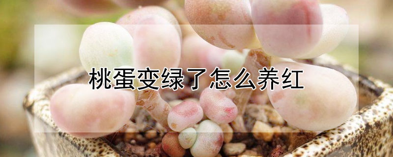 桃蛋變綠了怎麼養紅